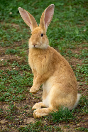 Domestic rabbit grazing on the grassの写真素材