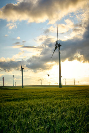 wind farms in Dobrogea in the warm sunlight