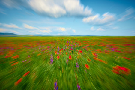 red field with blooming poppies in Dobrogeaの写真素材