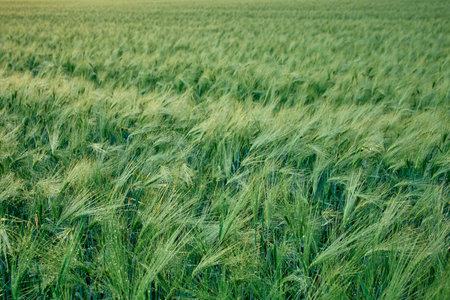 landscape with green autumn barley field in sunlight on the field