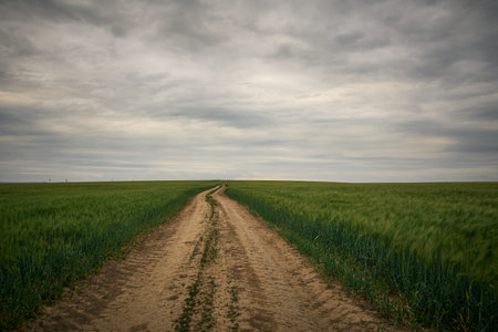 landscape with green wheat field in spring sunlight on the fieldの写真素材