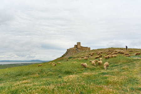 sheep grazing in the spring on the hills of Dobrogeaの写真素材