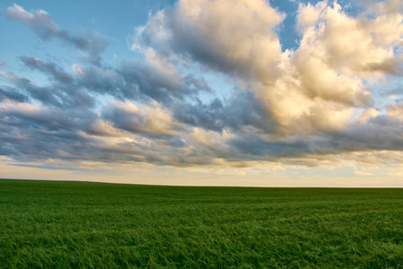 landscape with green autumn barley field in spring sunlight on the fieldの写真素材