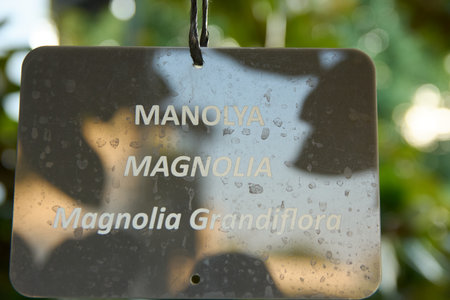 Southern magnolia (Magnolia grandiflora), evergreen treeの写真素材