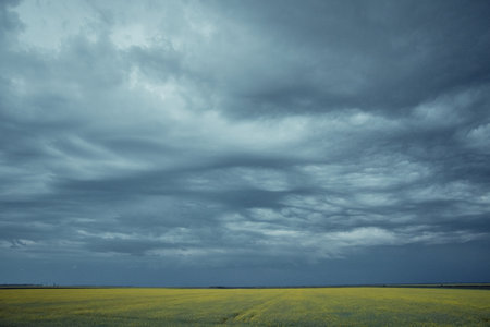 Cumulonimbus asperitas storm clouds with rapeseed in the background
