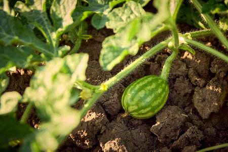 watermelon leaves in spring on the fieldの写真素材