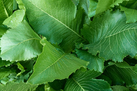 green horseradish leaves in sunlightの写真素材
