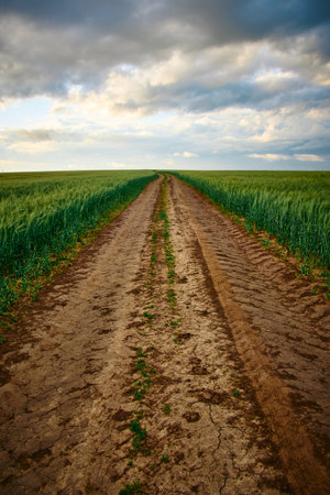 landscape with green autumn barley field in sunlight on the fieldの写真素材