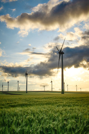 wind farms in Dobrogea in the warm sunlight