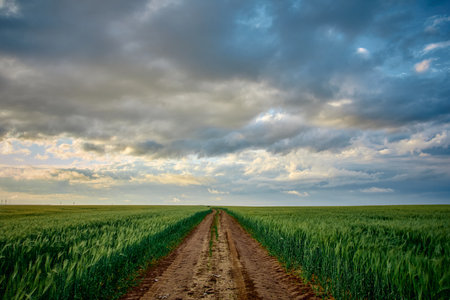 landscape with green autumn barley field on the field