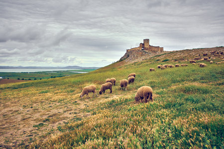sheep grazing in the spring on the hills of Dobrogeaの写真素材