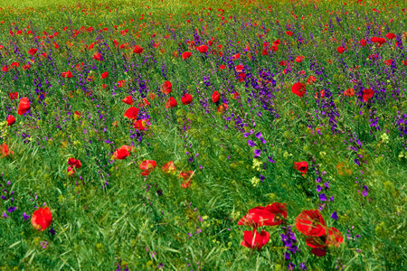 red field with blooming poppies in Dobrogeaの写真素材
