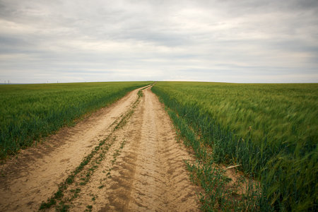 landscape with green wheat field in sunlight on the fieldの写真素材