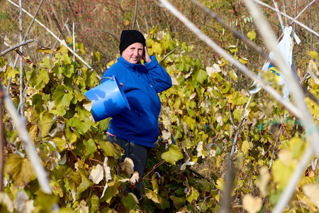 vines and grapes harvested in the fall in the fieldのeditorial素材