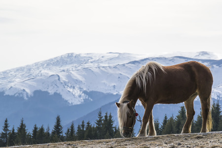 Beautiful horse grazing in a winter landscapeの写真素材