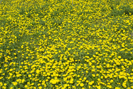 Meadow full of yellow dandelion flowers at the beginning of the springの写真素材