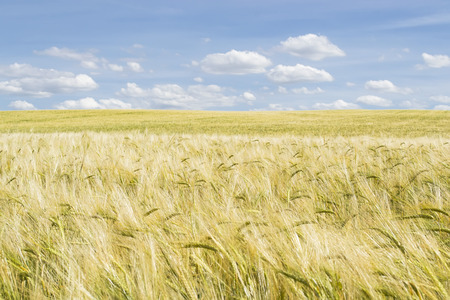 Ripe wheat field with white clouds in background, agricultural landscapeの写真素材