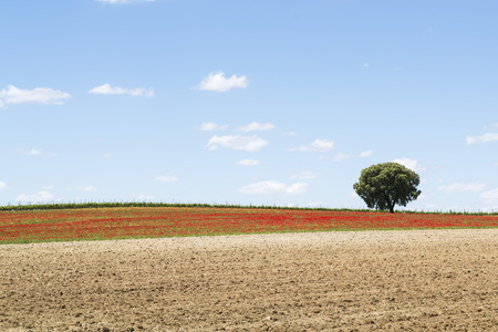 Lonely pine tree standing in the middle of a poppies fieldの写真素材