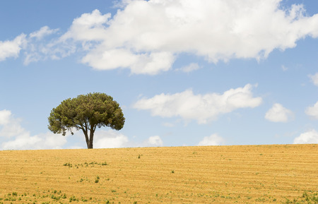 Solitary pine tree in the middle of the fieldの写真素材