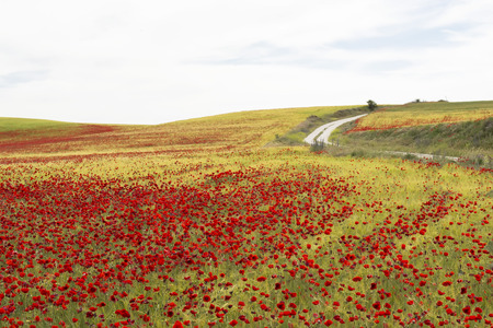 Field full of poppies flowers traversed by a winding ,unpaved ,country roadの写真素材
