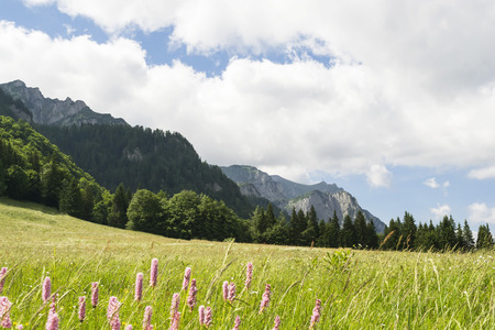 Carpathian mountains ridge with grassland and pink wild flowers , landscapeの写真素材