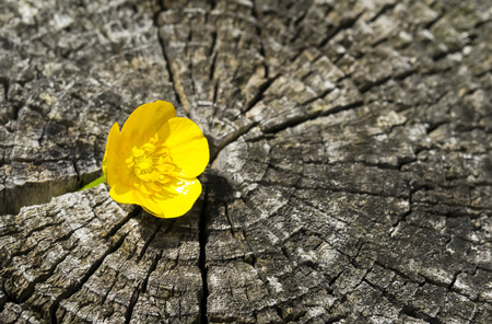 Tiny yellow flower between the cracks of a tree trunkの写真素材