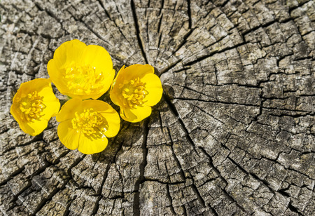 Four tiny yellow flowers between the cracks of a tree trunkの写真素材