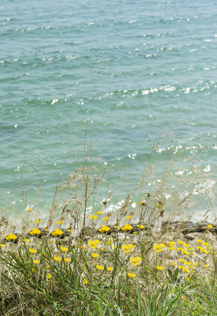 Wild , field flowers grown near the seashore, landscapeの写真素材