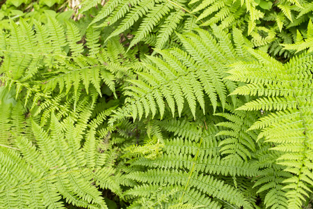 Fern leaves , overlapped, of intense green color, backgroundの写真素材