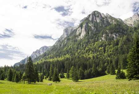 Mountain meadow at the base of a mountain ridge and coniferous forest, landscapeの写真素材