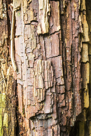 Rotten tree trunk with chipped layers of wood, textureの写真素材
