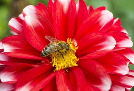 European honey bee foraging for pollen in a Dahlia flowerの写真素材