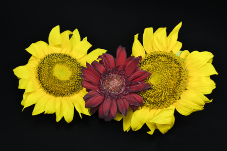 Two yellow sunflowers with a red gerbera flower in the middle, against a black backgroundの写真素材