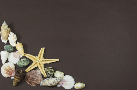 Shells of different marine creatures and fossilized yellow starfish, against a brown backgroundの写真素材