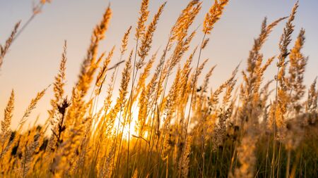Golden Summer Sunset