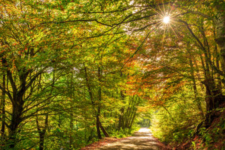 autumnの写真素材