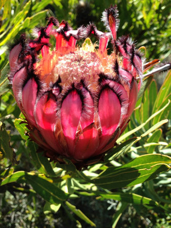 Protea flower in Western Capeの素材