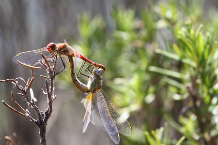 DragonFly in my garden