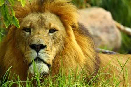 African Lion の写真素材