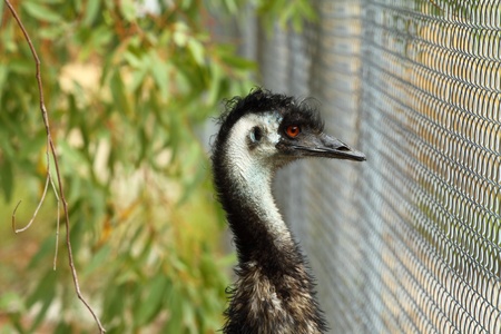 Portrait of an Emu in Australia の写真素材