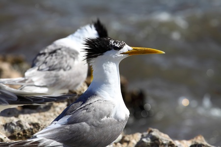 Sea Gull in Australia の写真素材