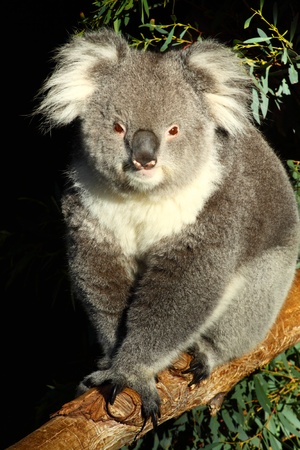 Koala in Australia の写真素材