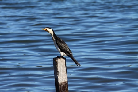Cormorant in Australia の写真素材