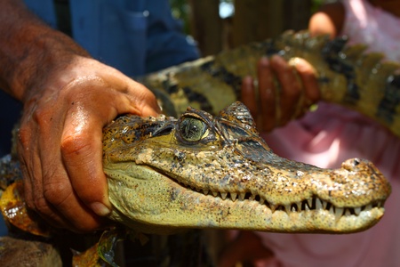 young cayman reptile with beautiful eyesの写真素材