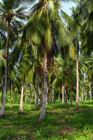 Green Palm Forest in Colombian Islandの写真素材