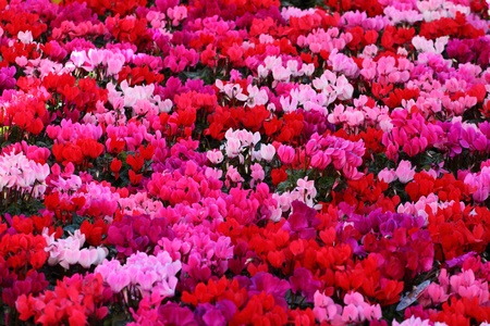 Red and pink cyclamen flowers for background の写真素材