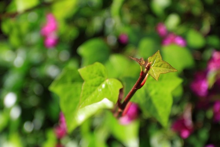 fresh new green leaves glowing in sunlight