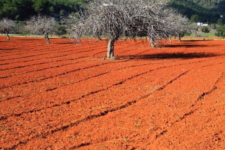Red cultivated field in Ibiza, Balearic Island, Spainの写真素材