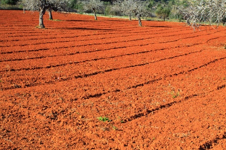 Red cultivated field in Ibiza, Balearic Island, Spain