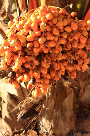 Tropical Palm Fruit over natural backgroundの写真素材